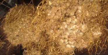 La biodiversità dell’aglio di Laino Borgo: una risorsa per lo sviluppo