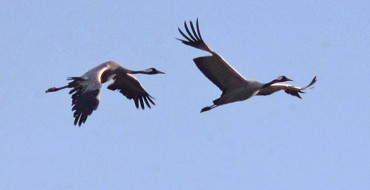 Dall’Ungheria all’Africa passando per Oriolo. Stormi di gru invadono i cieli Dall’Ungheria all’Africa passando per Oriolo. Stormi di gru invadono i cieli