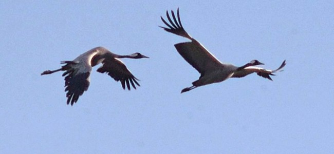 Dall’Ungheria all’Africa passando per Oriolo. Stormi di gru invadono i cieli Dall’Ungheria all’Africa passando per Oriolo. Stormi di gru invadono i cieli