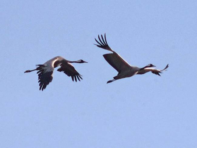 Dall’Ungheria all’Africa passando per Oriolo. Stormi di gru invadono i cieli Dall’Ungheria all’Africa passando per Oriolo. Stormi di gru invadono i cieli