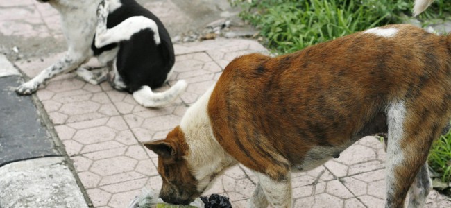 Rossano, cani in strada. Comune intensifica controlli: «Multe per trasgressori» Rossano, cani in strada. Comune intensifica controlli: «Multe per trasgressori»