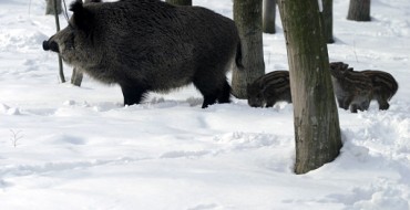 Villapiana, abbattimento selettivo cinghiali nel Pollino. Enalcaccia: «Pochi controlli. Trucidati senza pietà» Villapiana, abbattimento selettivo cinghiali nel Pollino. Enalcaccia: «Pochi controlli. Trucidati senza pietà»