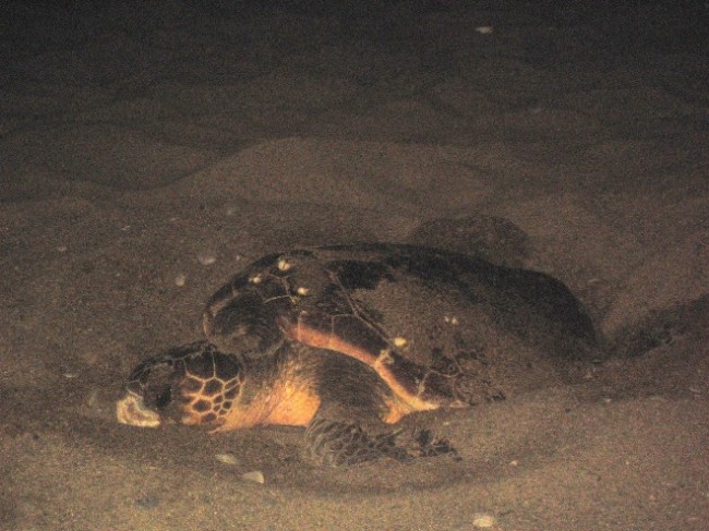Cariati, tartaruga di 30 Kg “sbarca” sulla spiaggia