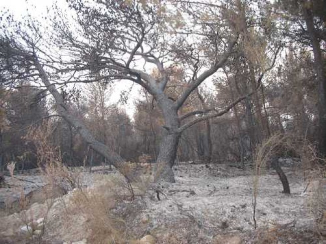 Incendio Villapiana, Rizzuto: «Difficile pensare ad evento accidentale. E’ stato atto criminoso» Incendio Villapiana, Rizzuto: «Difficile pensare ad evento accidentale. E’ stato atto criminoso»