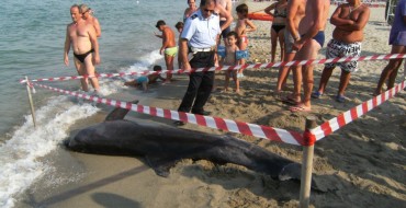 Delfino morto sulla spiaggia di Sibari. Avvistato un branco anche ad Amendolara Delfino morto sulla spiaggia di Sibari. Avvistato un branco anche ad Amendolara
