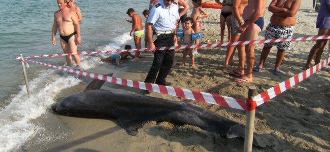 Delfino morto sulla spiaggia di Sibari. Avvistato un branco anche ad Amendolara Delfino morto sulla spiaggia di Sibari. Avvistato un branco anche ad Amendolara