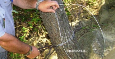 Plataci, rinvenute nel bosco trappole per selvaggina Plataci, rinvenute nel bosco trappole per selvaggina