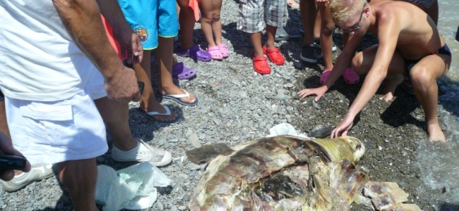 Trebisacce, due giovani salvano tartaruga marina di 20 kg impigliata in una lenza