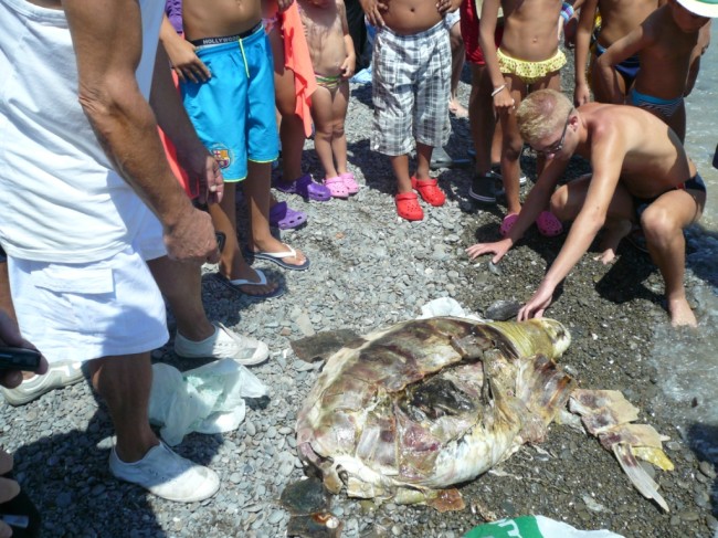 Trebisacce, due giovani salvano tartaruga marina di 20 kg impigliata in una lenza Trebisacce, due giovani salvano tartaruga marina di 20 kg impigliata in una lenza