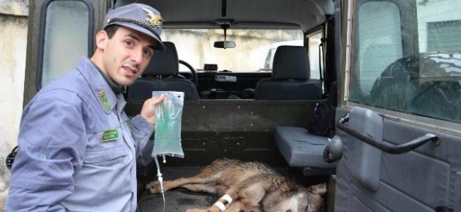 Non ce l’ha fatta il lupo ferito sul Pollino. Inutile trasferimento da Trebisacce a Bari Non ce l’ha fatta il lupo ferito sul Pollino. Inutile trasferimento da Trebisacce a Bari