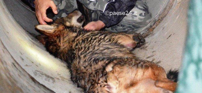 Lupo ferito sul Pollino. Trasportato in uno studio veterinario di Trebisacce Lupo ferito sul Pollino. Trasportato in uno studio veterinario di Trebisacce