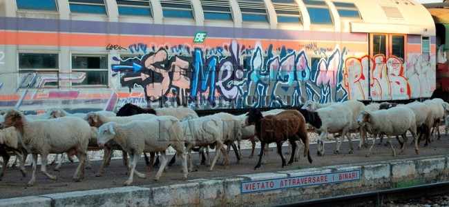 Ferrovia jonica sempre più deserta. Investito gregge di pecore sui binari Ferrovia jonica sempre più deserta. Investito gregge di pecore sui binari