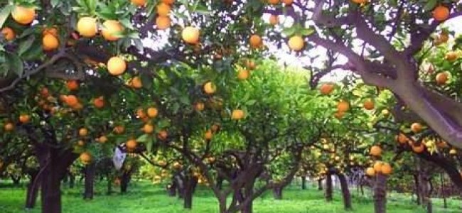 Il “biondo” di Trebisacce su Linea Verde. Ma il prodotto oggi non ha più mercato Il “biondo” di Trebisacce su Linea Verde. Ma il prodotto oggi non ha più mercato