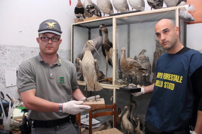 Reggio Calabria, macabra scoperta della Forestale. Un vero zoo di animali imbalsamati in casa