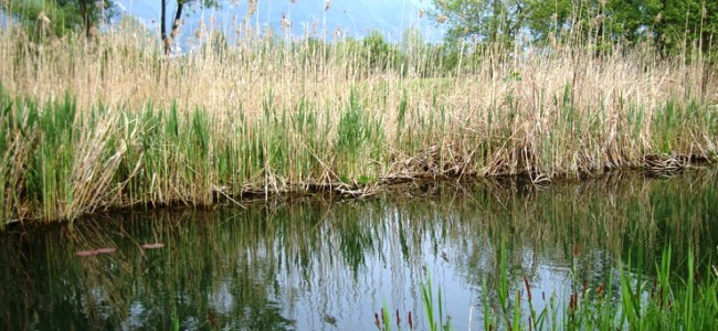 Villapiana, ritrovato il corpo senza vita dell’anziano scomparso Villapiana, ritrovato il corpo senza vita dell’anziano scomparso