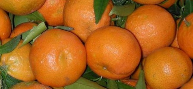 Clementine della Sibaritide, imprenditori locali vogliono un’associazione per tutelarle Clementine della Sibaritide, imprenditori locali vogliono un’associazione per tutelarle