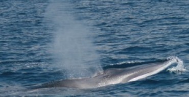 Parte la missione “IFWP”, la più importante spedizione scientifica sui cetacei realizzata nel mar jonio