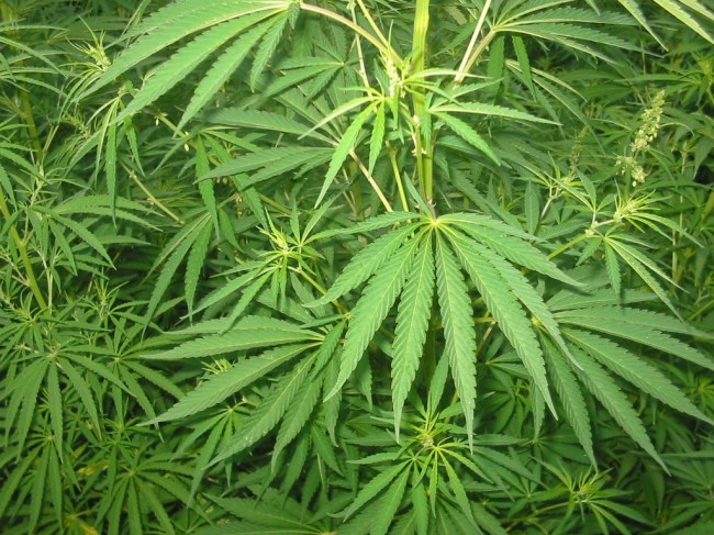 Corigliano, coltivavano cannabis: in due in manette