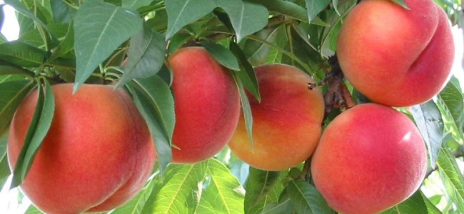 Alto Jonio, il grido di Vocaturi (OP Bruzia): «Agricoltura in crisi. Ora azioni per salvare il settore» Alto Jonio, il grido di Vocaturi (OP Bruzia): «Agricoltura in crisi. Ora azioni per salvare il settore»