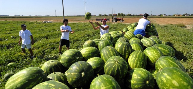 L’Alto Jonio chiede aiuto: «Priorità al rilancio dell’agroecosistema» L’Alto Jonio chiede aiuto: «Priorità al rilancio dell’agroecosistema»