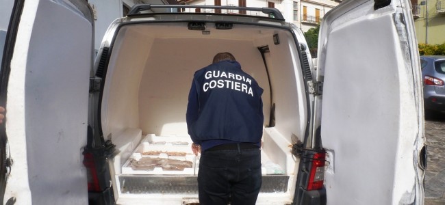 Guardia Costiera setaccia l’Alto Jonio. Sequestrati a Sibari 30 kg di pesce pronto per essere venduto illegalmente Guardia Costiera setaccia l’Alto Jonio. Sequestrati a Sibari 30 kg di pesce pronto per essere venduto illegalmente