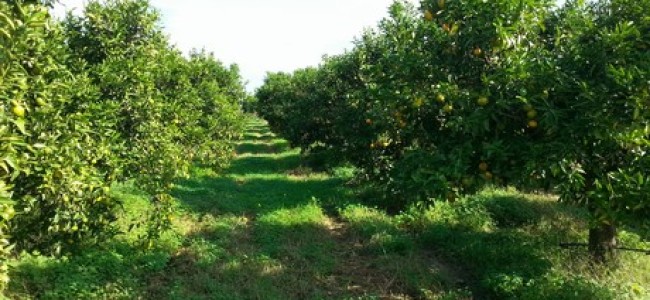 Cassano, agricoltura Piana di Sibari in ginocchio. Papasso invita Oliverio ad intercedere presso il Governo Cassano, agricoltura Piana di Sibari in ginocchio. Papasso invita Oliverio ad intercedere presso il Governo