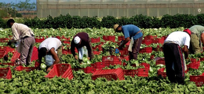 Corigliano, braccianti stranieri stipati in una tendopoli. La Cgil incalza Prefetto e Comune Corigliano, braccianti stranieri stipati in una tendopoli. La Cgil incalza Prefetto e Comune