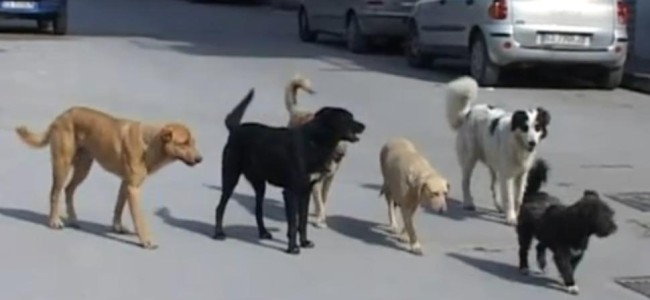 Rossano, partito il progetto dell’anagrafe canina. Obiettivo: contrastare il randagismo Rossano, partito il progetto dell’anagrafe canina. Obiettivo: contrastare il randagismo