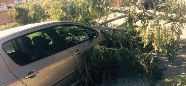 Le raffiche di vento scuotono l’Alto Jonio. A Sibari un albero si schianta su una vettura Le raffiche di vento scuotono l’Alto Jonio. A Sibari un albero si schianta su una vettura