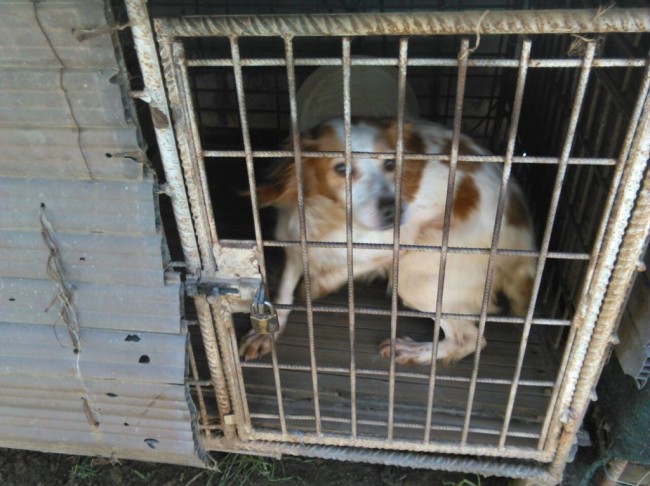 Trebisacce, cani in gabbia chiedono aiuto