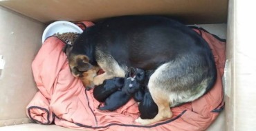 Cosenza, salvata cagnolina con i suoi cuccioli Cosenza, salvata cagnolina con i suoi cuccioli