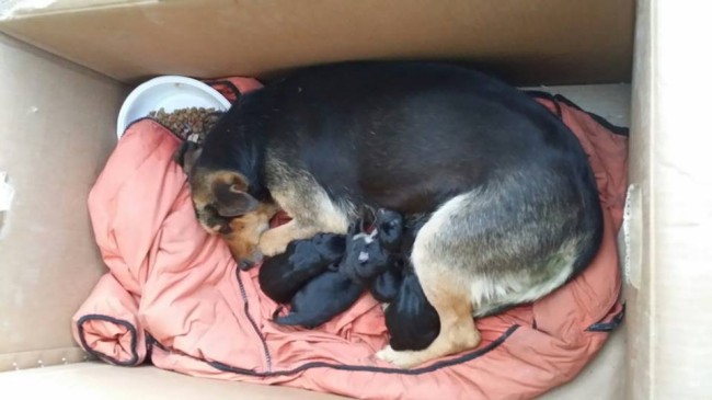 Cosenza, salvata cagnolina con i suoi cuccioli