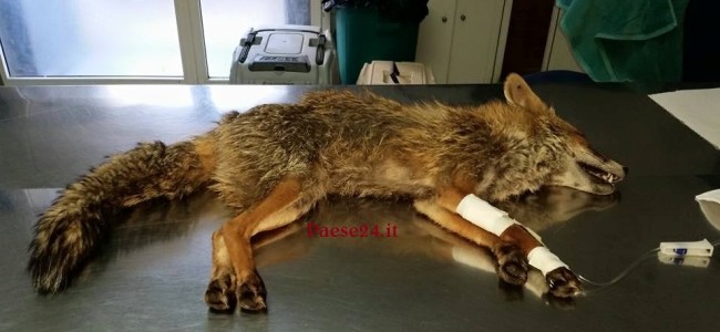 Trebisacce, volpe uccisa dal crudele “scaricabarile” degli uomini Trebisacce, volpe uccisa dal crudele “scaricabarile” degli uomini