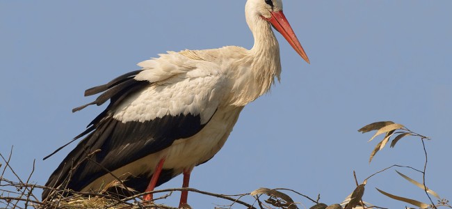 La cicogna bianca è di casa a Sibari La cicogna bianca è di casa a Sibari