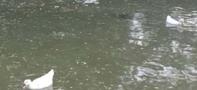 Rende, strage di papere al Parco Robinson Rende, strage di papere al Parco Robinson