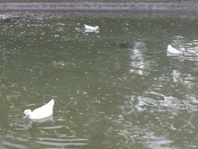 Rende, strage di papere al Parco Robinson Rende, strage di papere al Parco Robinson