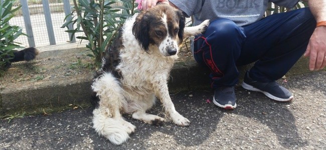 Castrovillari, con un cane per amico si guarda oltre le sbarre Castrovillari, con un cane per amico si guarda oltre le sbarre