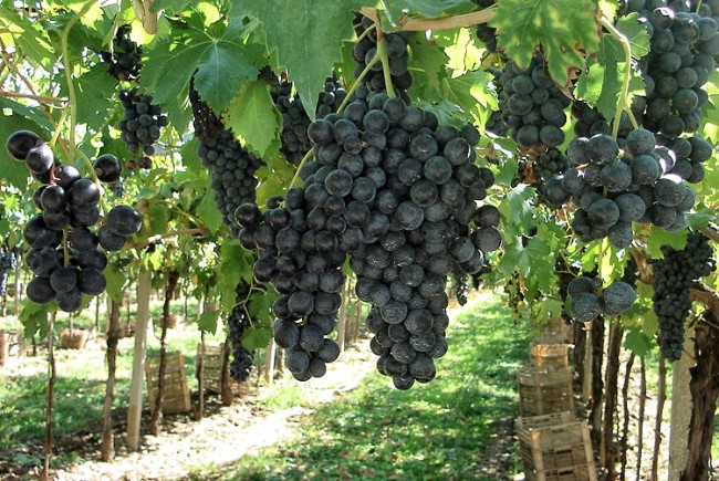 Il “Vigneto Calabria” è in crescita, soddisfatta la Coldiretti Il “Vigneto Calabria” è in crescita, soddisfatta la Coldiretti