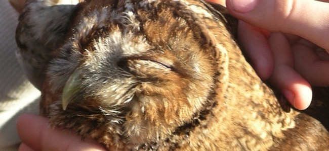 Villapiana, la “buona domenica” di un bimbo. Accudisce uccello ferito e lo consegna al Centro Recupero Villapiana, la “buona domenica” di un bimbo. Accudisce uccello ferito e lo consegna al Centro Recupero