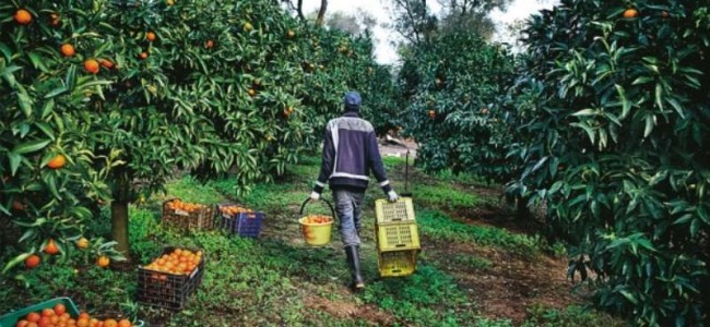 Un euro all’ora per raccogliere arance. Smascherati sei “caporali” nella Piana di Sibari Un euro all’ora per raccogliere arance. Smascherati sei “caporali” nella Piana di Sibari