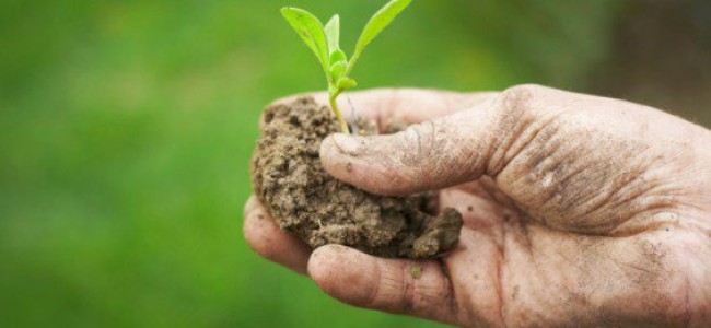 Altomonte, eccellenze agroalimentari da tutelare. Il bene terra al centro di un incontro Altomonte, eccellenze agroalimentari da tutelare. Il bene terra al centro di un incontro