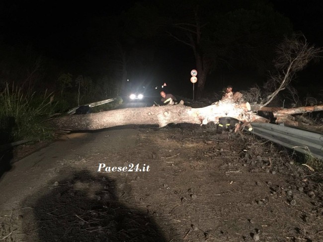 Cade albero su vecchia Ss 106 tra Amendolara e Trebisacce. Pericolo scampato