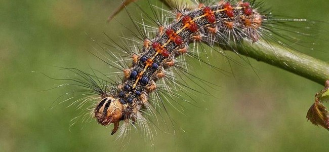 Killer delle querce colpisce il Pollino. Lepidottero attacca i boschi di Cerchiara, San Lorenzo e Francavilla Killer delle querce colpisce il Pollino. Lepidottero attacca i boschi di Cerchiara, San Lorenzo e Francavilla