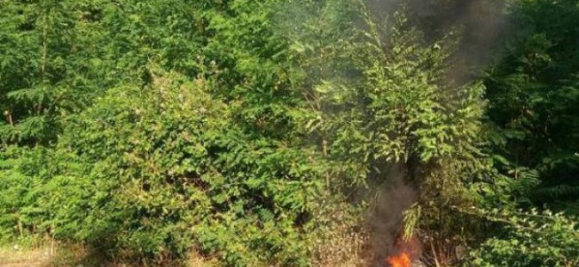Castrovillari, sorpreso ad appiccare un incendio. Arrestato un uomo Castrovillari, sorpreso ad appiccare un incendio. Arrestato un uomo