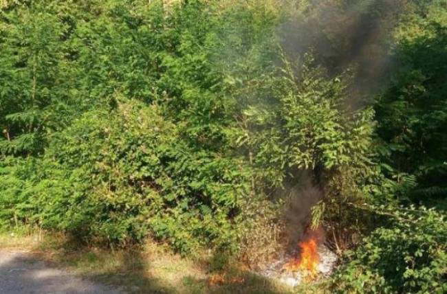 Castrovillari, sorpreso ad appiccare un incendio. Arrestato un uomo Castrovillari, sorpreso ad appiccare un incendio. Arrestato un uomo