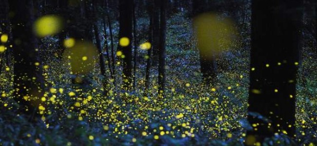 In Sila la magia delle lucciole, dove c’è aria pulita e biodiversità In Sila la magia delle lucciole, dove c’è aria pulita e biodiversità