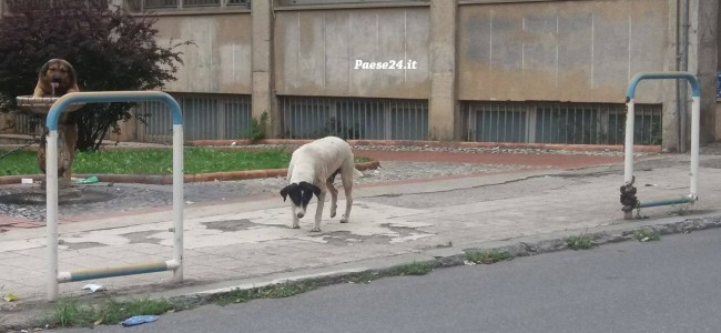Castrovillari nella morsa del randagismo. A rischio la sicurezza dei cittadini Castrovillari nella morsa del randagismo. A rischio la sicurezza dei cittadini