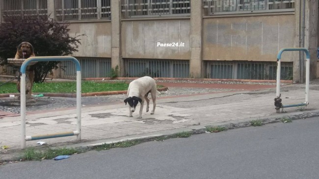 Castrovillari nella morsa del randagismo. A rischio la sicurezza dei cittadini Castrovillari nella morsa del randagismo. A rischio la sicurezza dei cittadini
