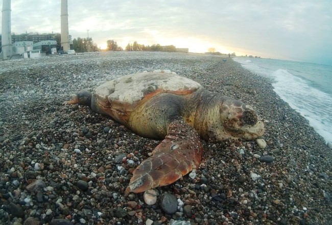 Rossano, tartaruga trovata morta sulla spiaggia. WWF: «E’ allarme nei nostri mari»