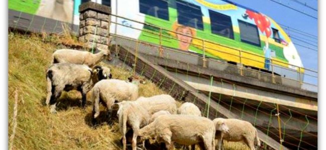 Sibari, pericolo animali vaganti sui binari. Ordinanza del comune di Cassano Sibari, pericolo animali vaganti sui binari. Ordinanza del comune di Cassano